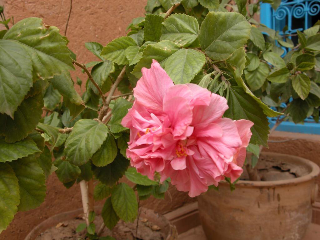Kasbah Iswan Bed & Breakfast Kelaat-M'Gouna Luaran gambar